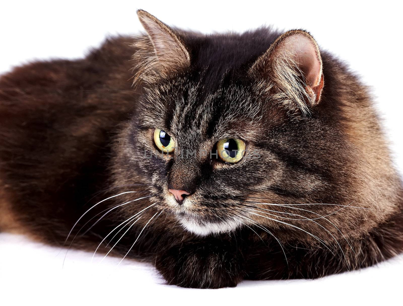 Muzzle of a cat with beautiful eyes