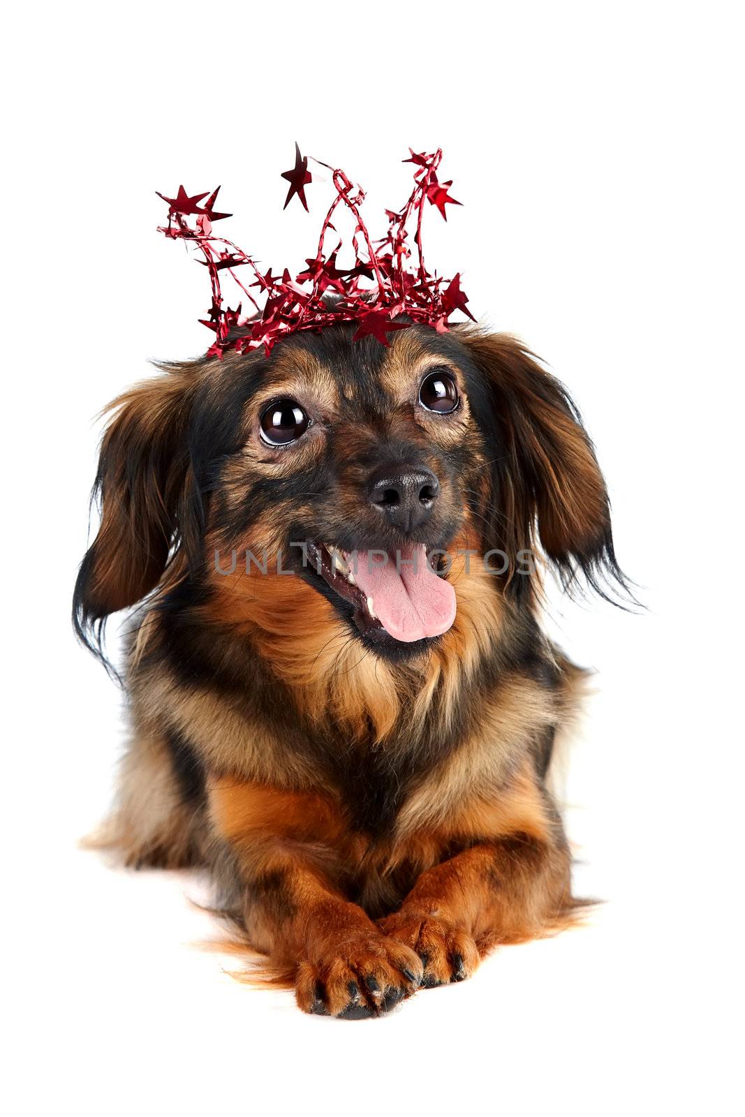 Decorative dog in a crown with stars. Puppy of the Petersburg orchid on a white background