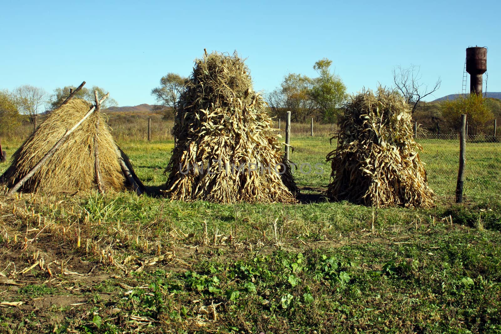 Hay and corn sheaves stand on a meadow