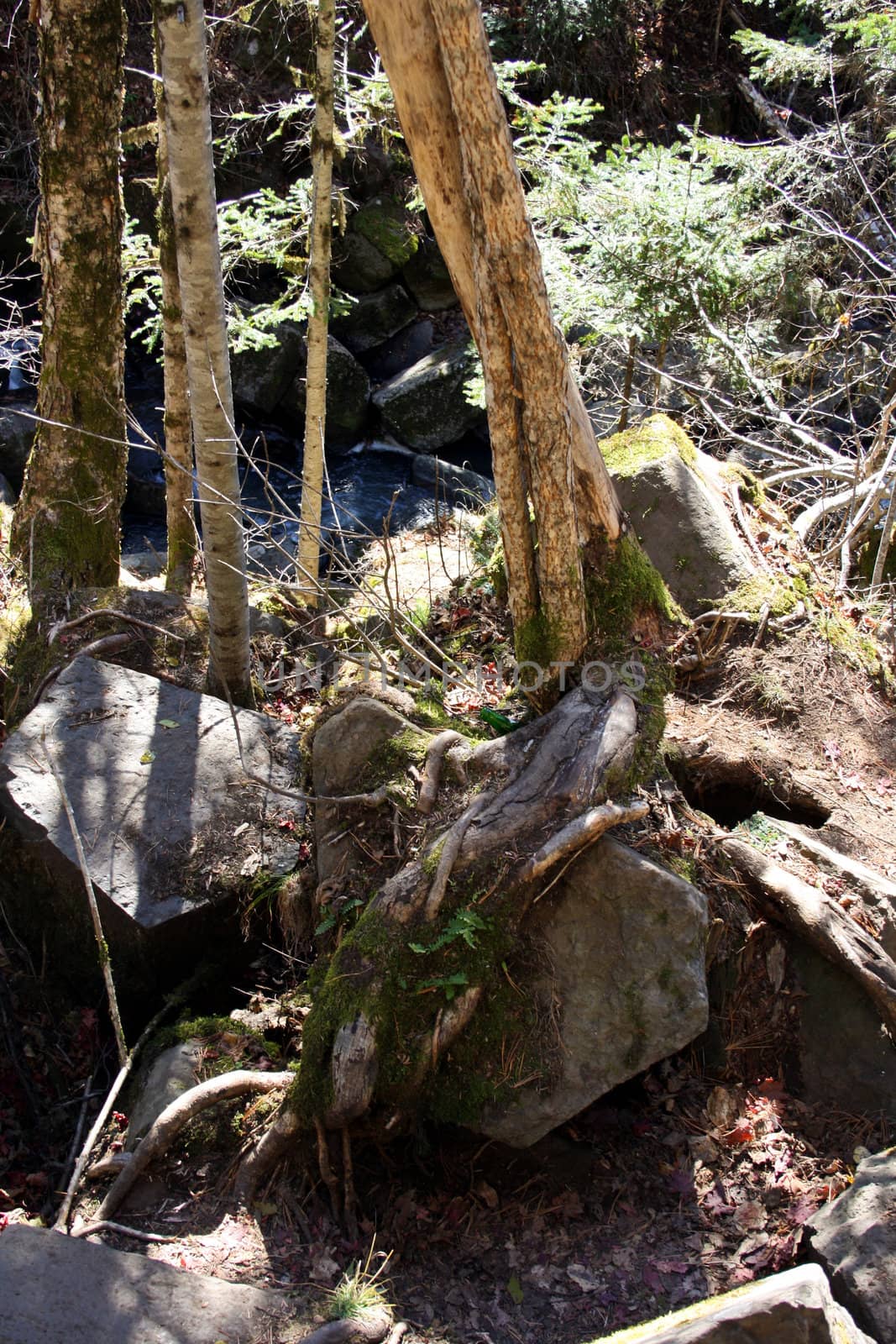 Birches grow on the big stones