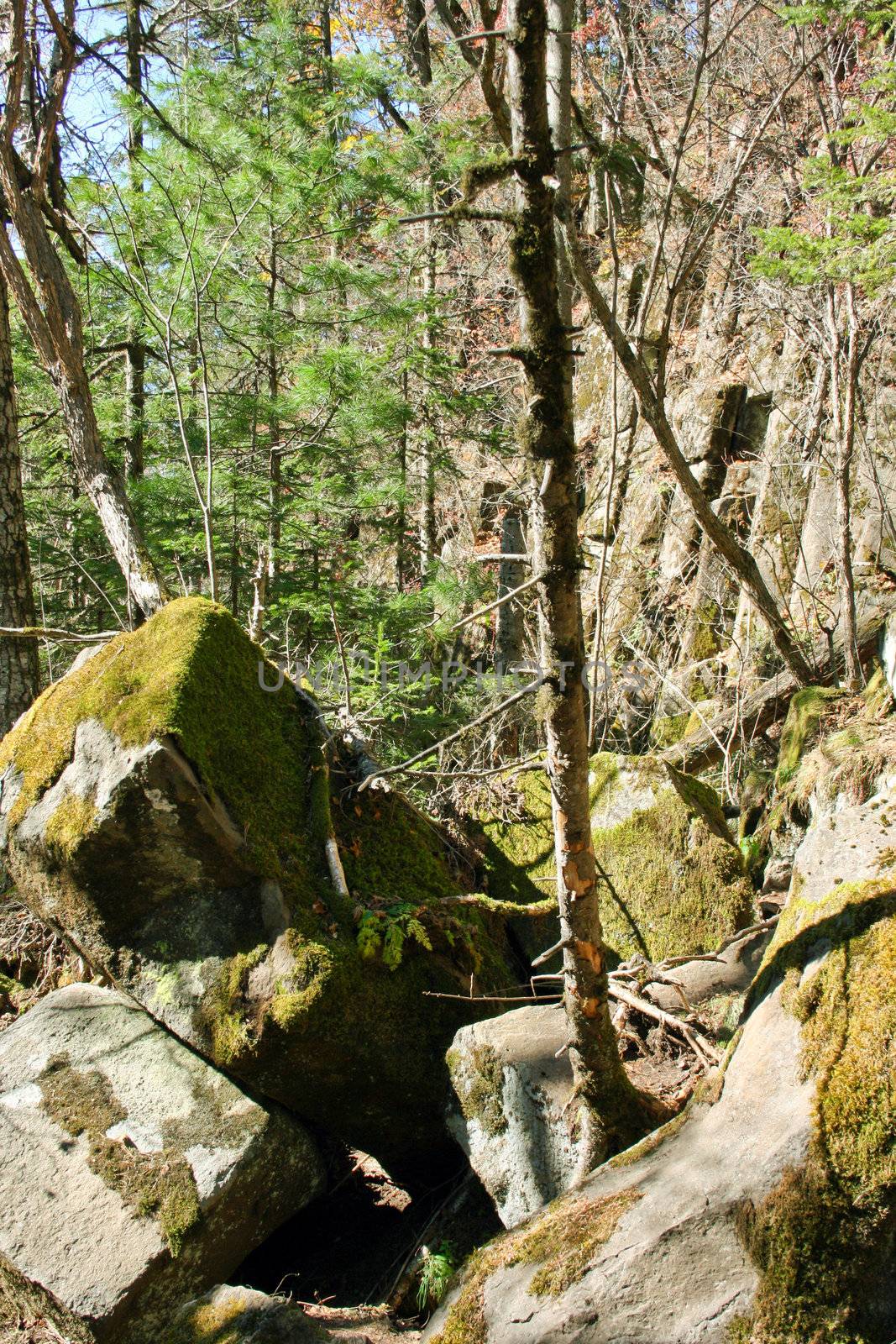 Tree on the big stones in gorge of mountains