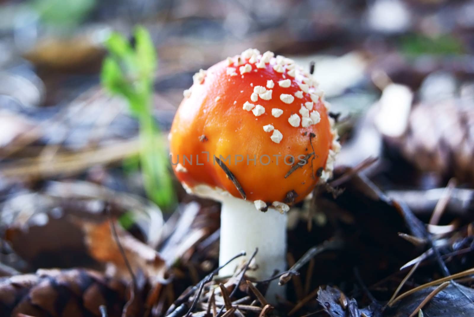 Fly agaric in pine wood