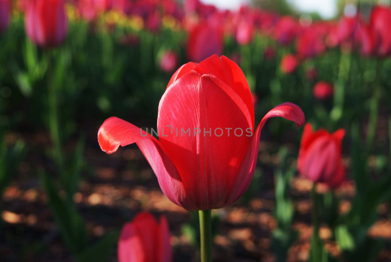 Single red tulip in the garden