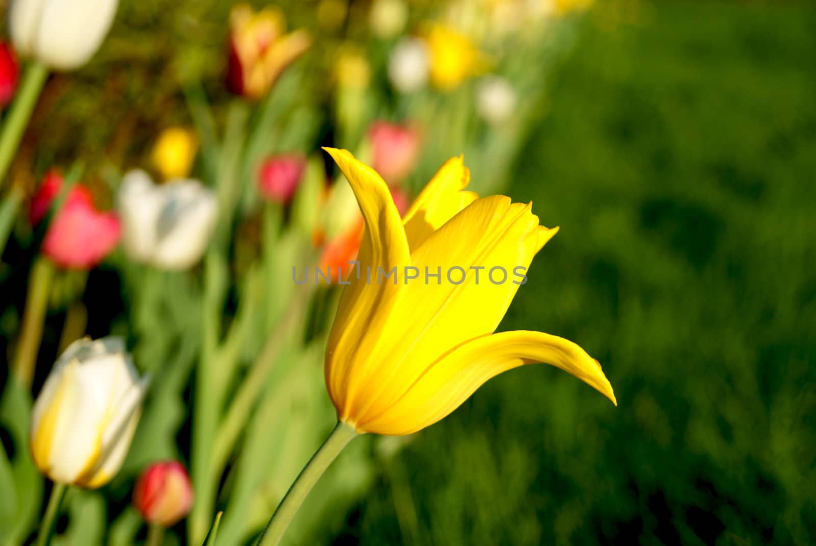 Yellow tulip in the field of tulips