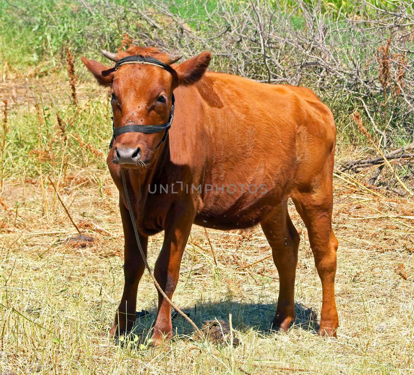 Young Calf by 4dcrew