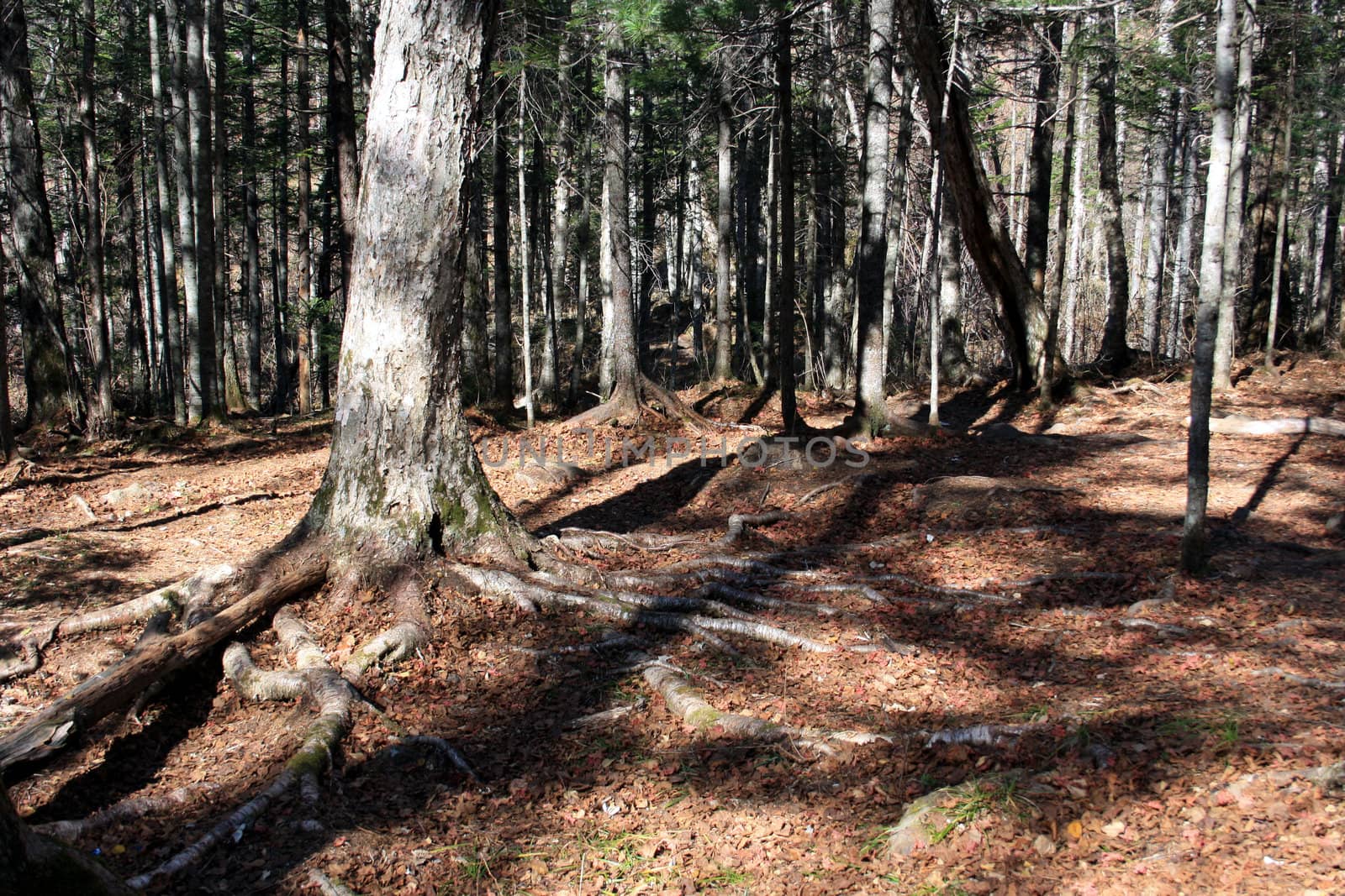 The tree with the big roots grows in coniferous wood