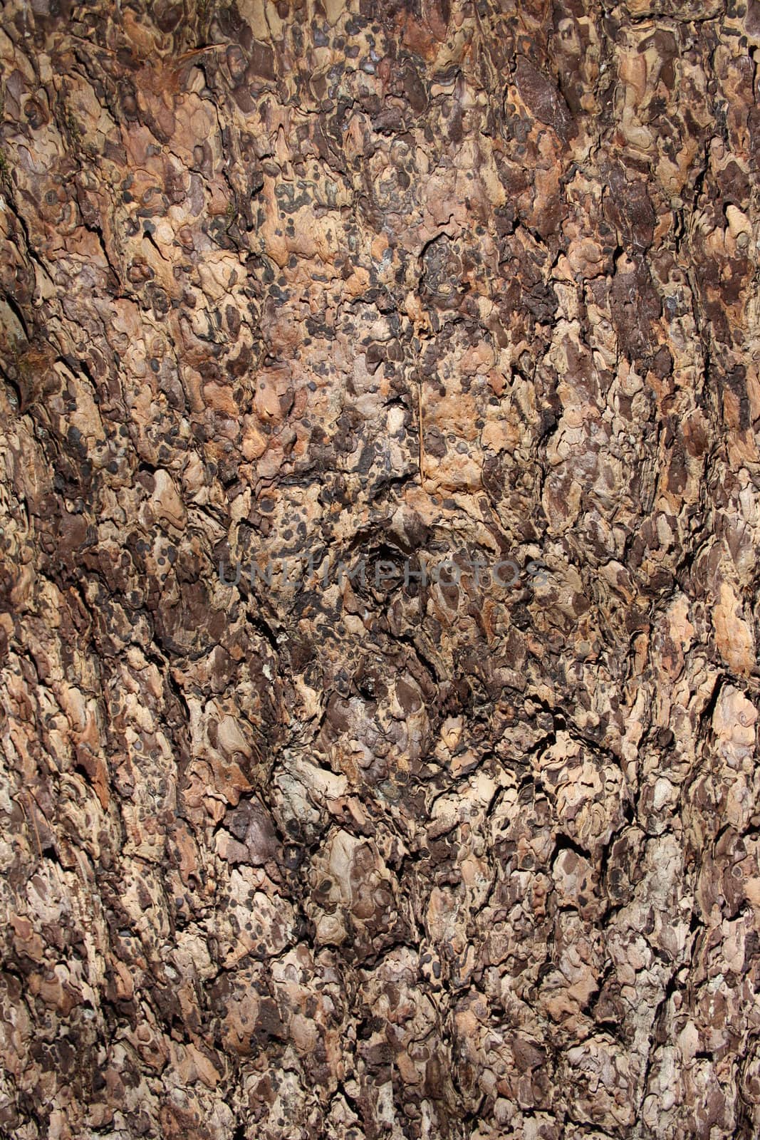 Beautiful pattern of a bark of a coniferous tree