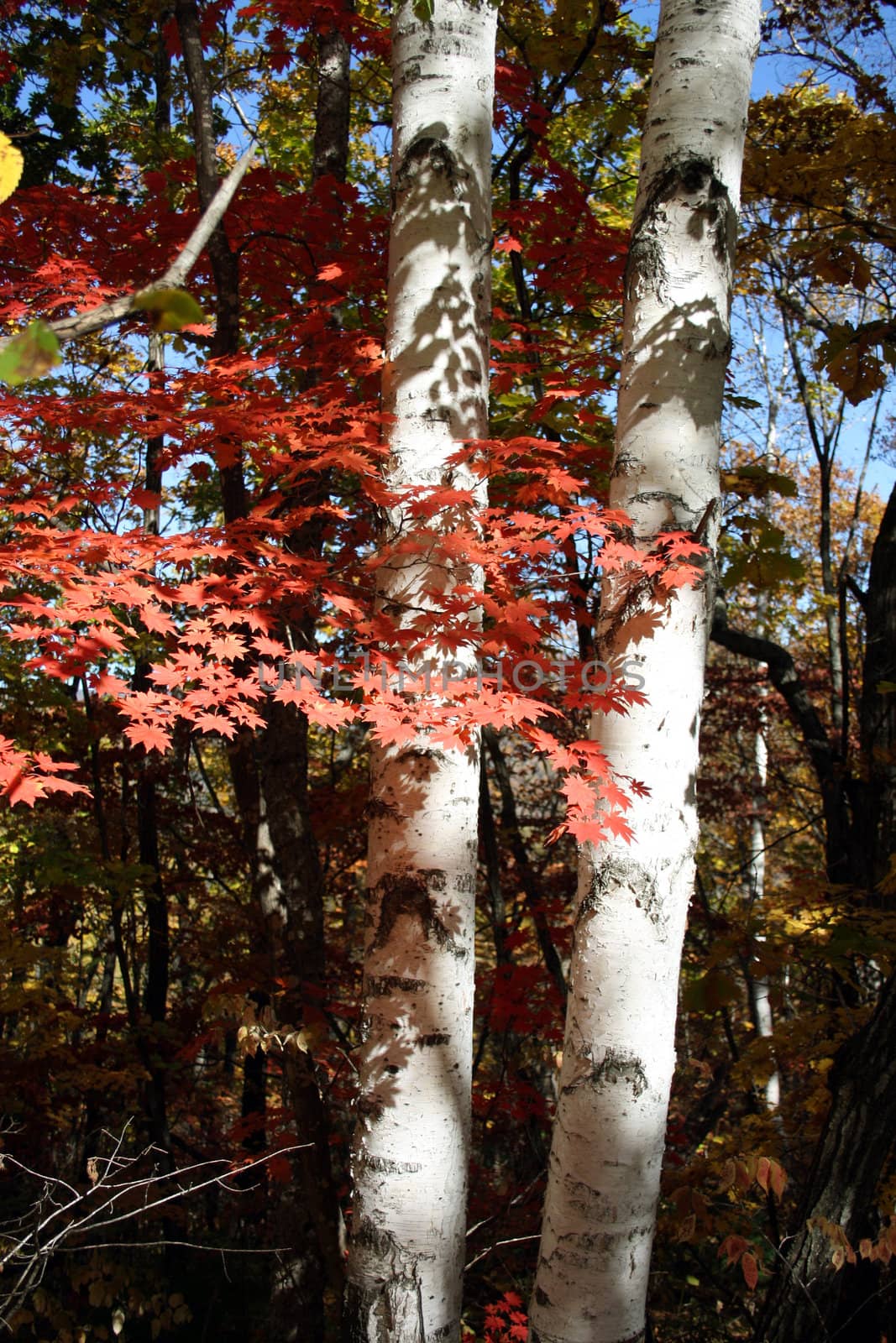 Red maple and silver birches in autumn wood