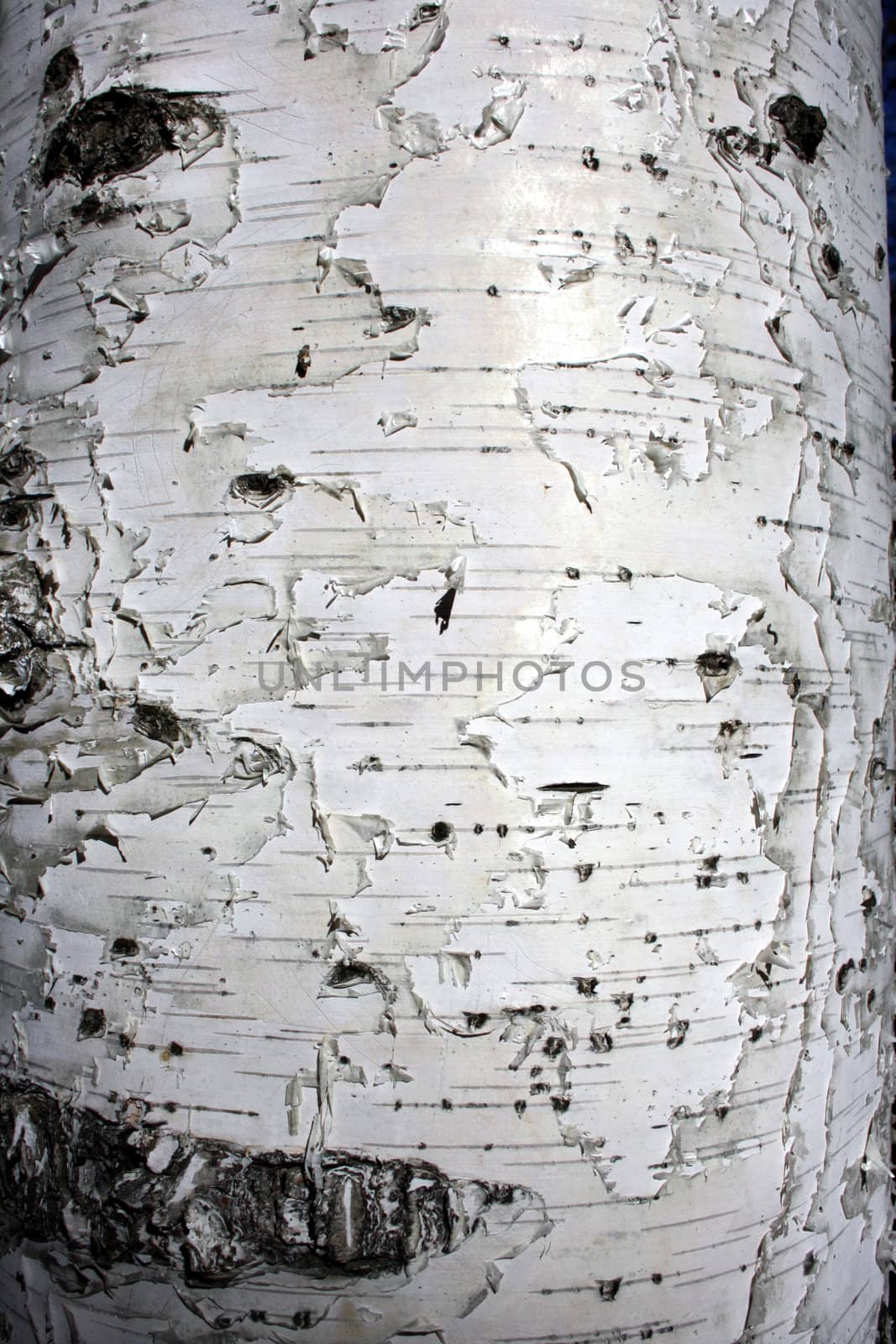 Bark of a tree of a silver birch