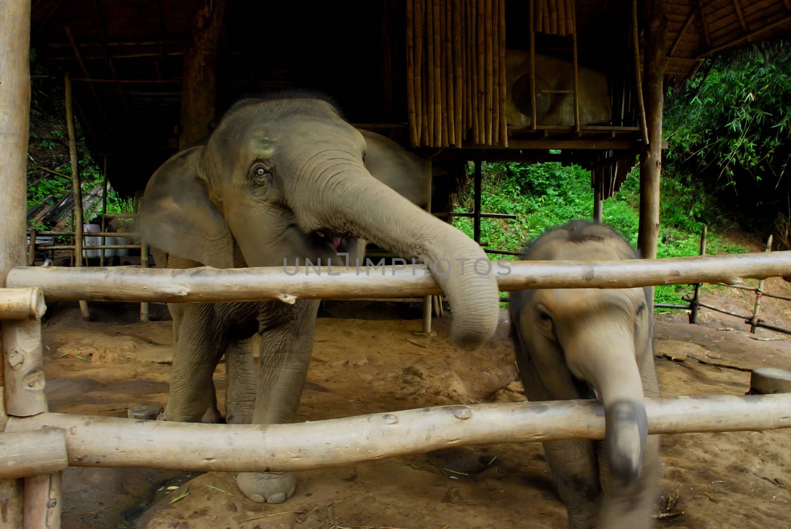 Elephant family in northern Thailand