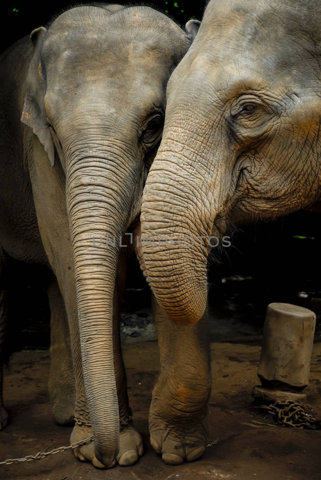 Elephant family in northern Thailand