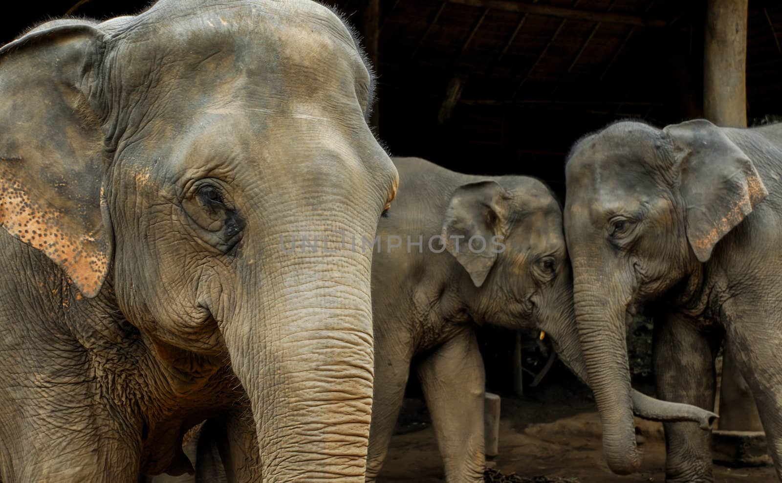 Elephant family in northern Thailand