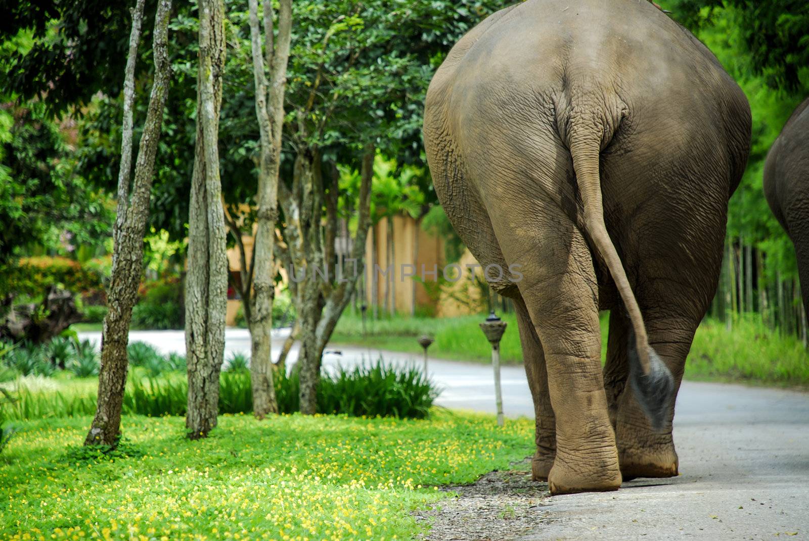 Elephant in northern Thailand