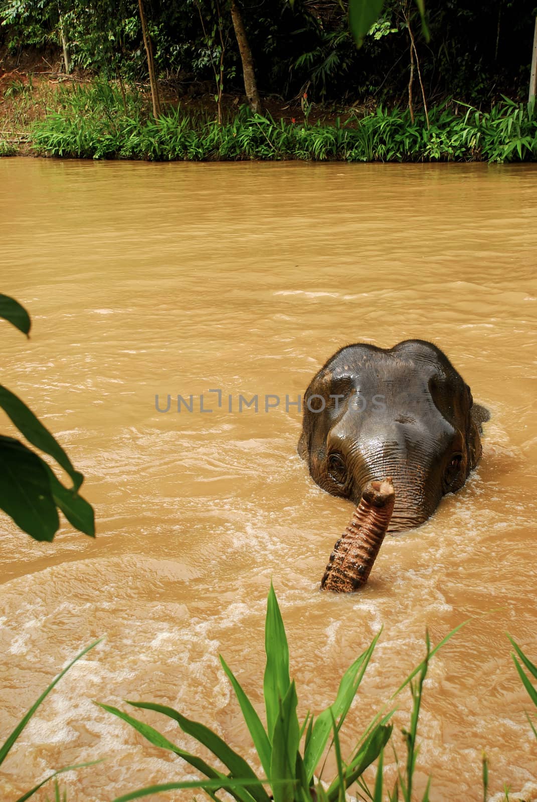 Elephant family in northern Thailand