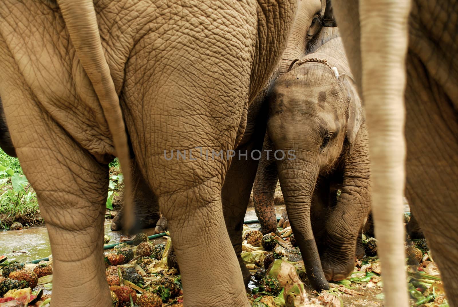 Elephant family in northern Thailand