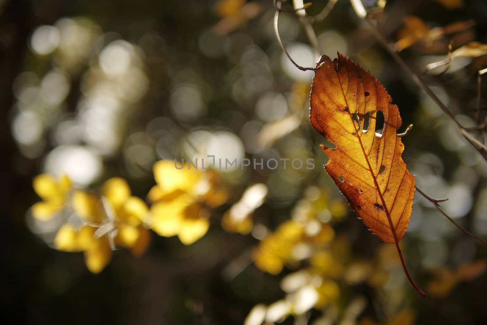 Leaves in autumn park