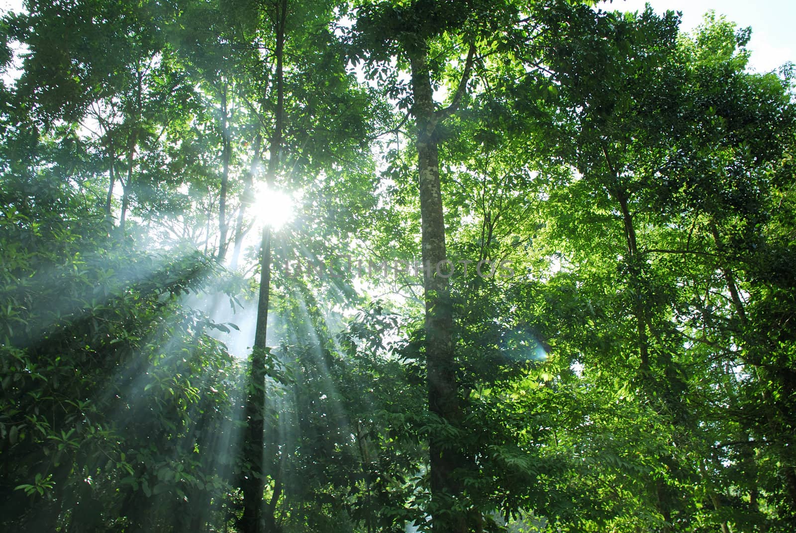 Sunny forest early in the sunset