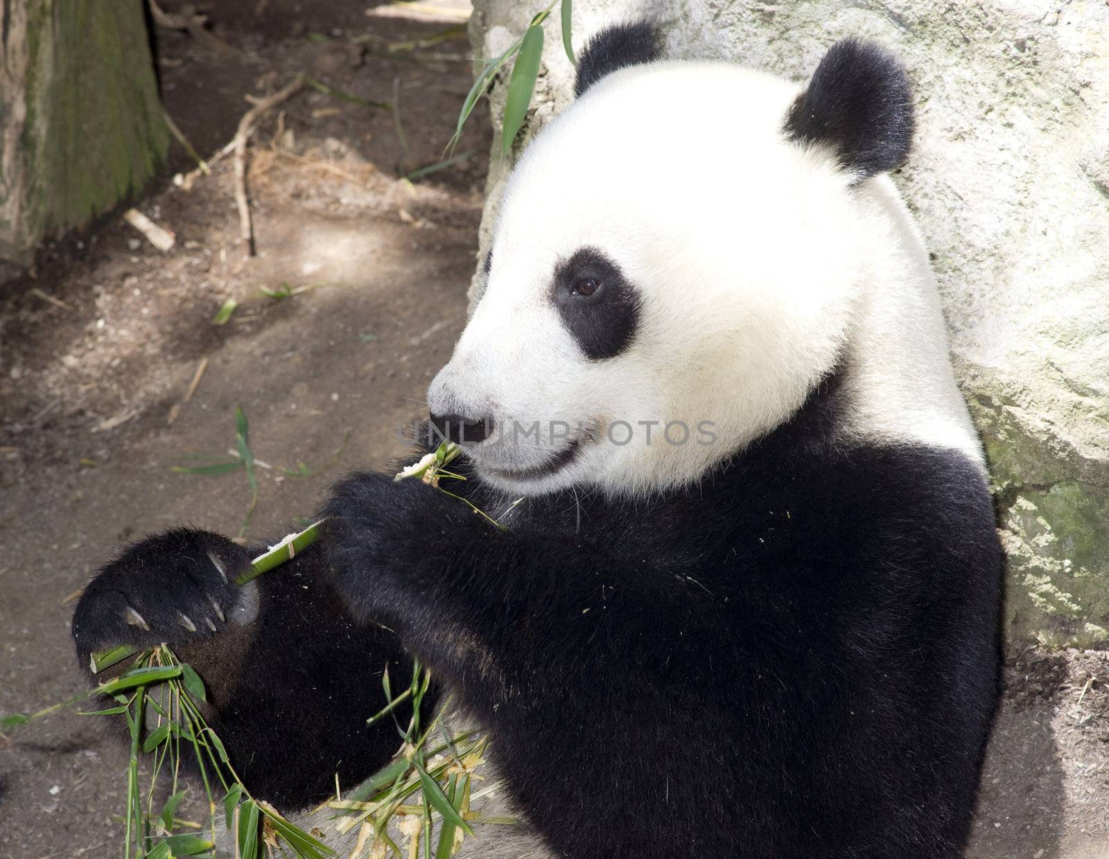 A panda takes lunch as he does for most of the day on bamboo