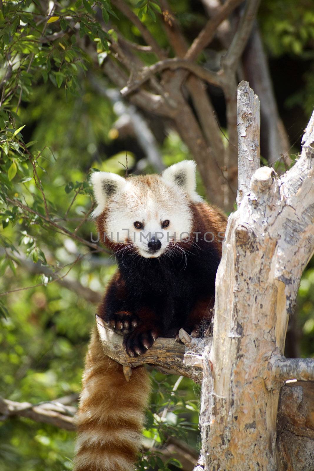 A red panda takes a break from lunch to check the surroundings