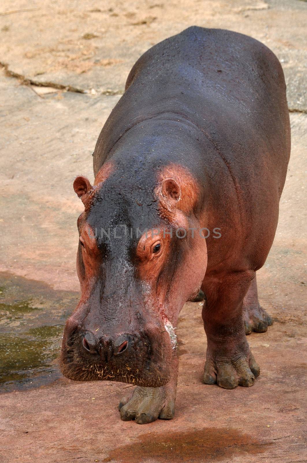 hippopotamus by MaZiKab