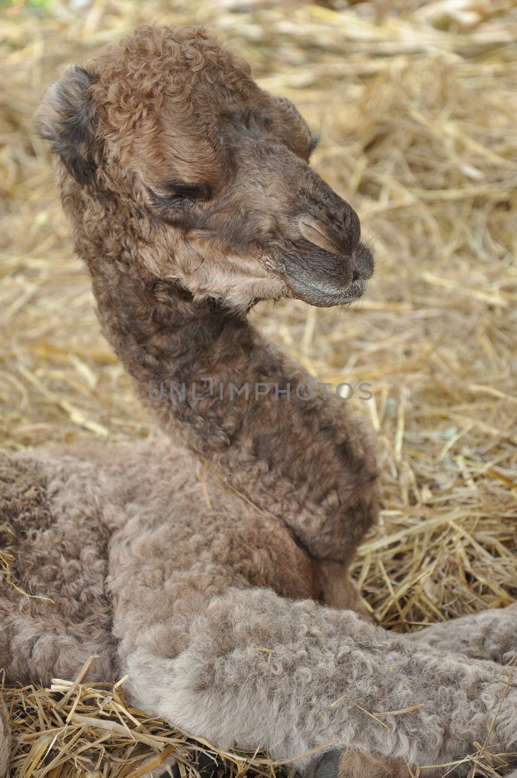 baby arabian camel  by MaZiKab