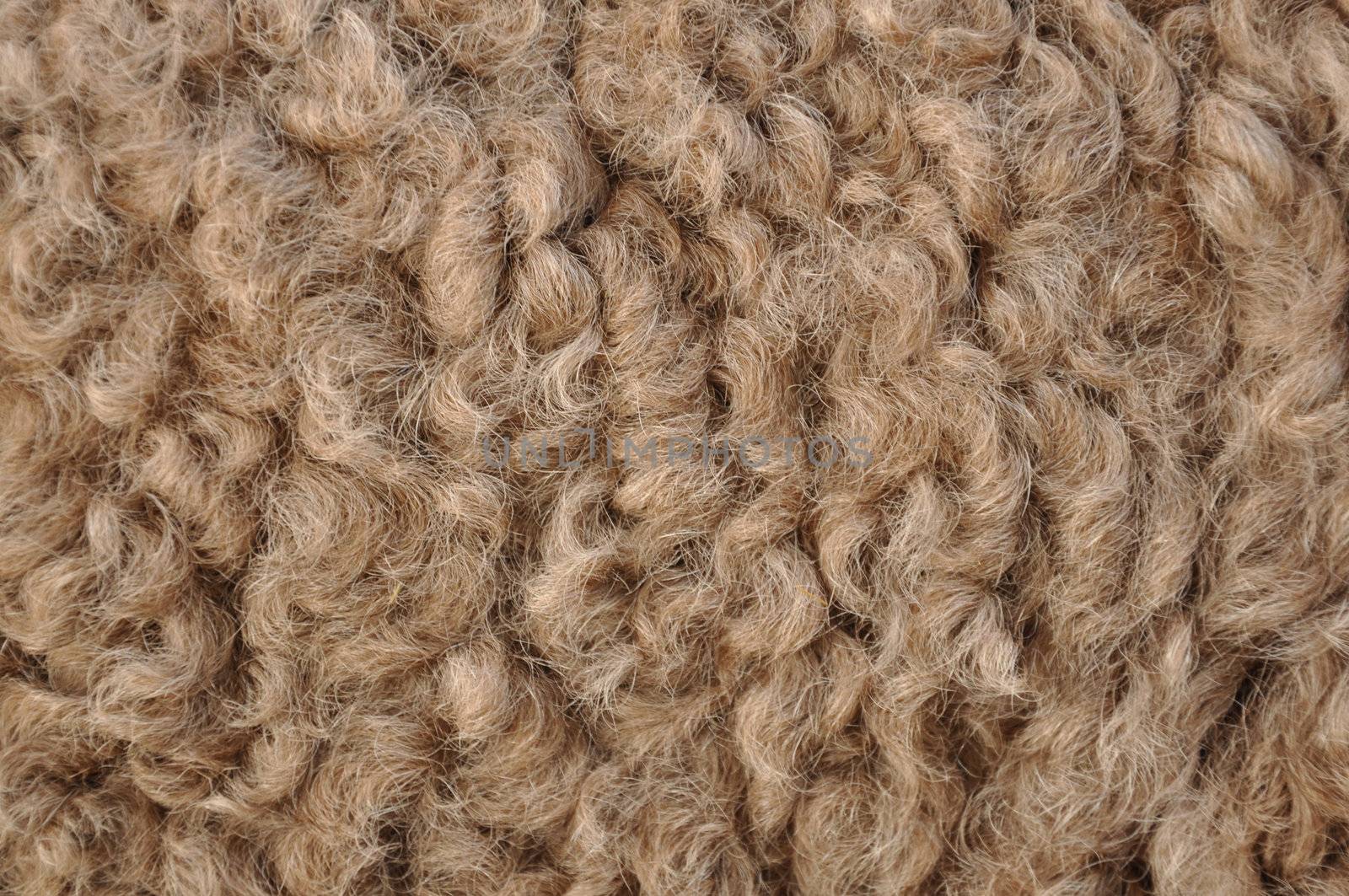 Camel hair is, variously, the hair of a camel; a type of cloth made from camel hair; or a substitute for authentic camel hair; and is classified as a specialty hair fibre.