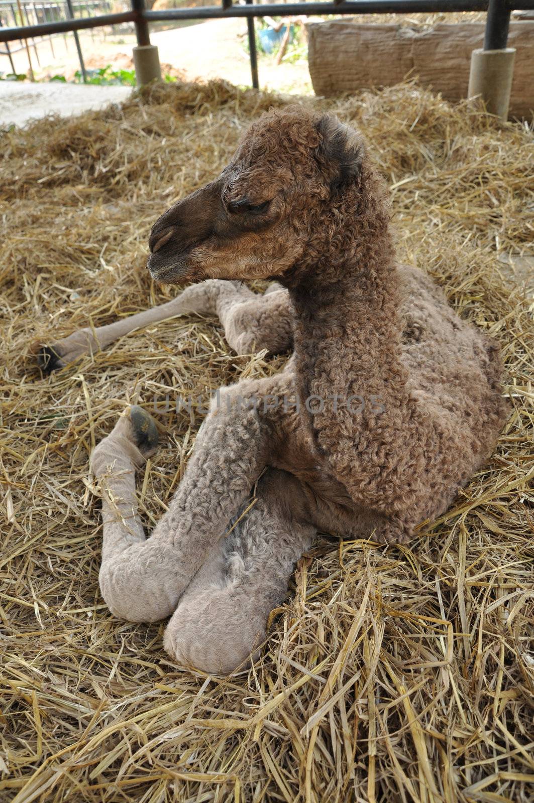 baby arabian camel  by MaZiKab