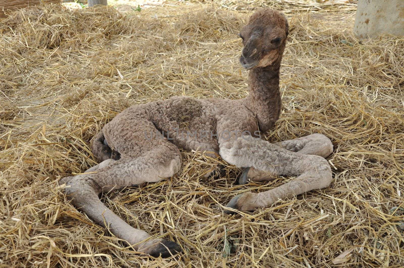 baby arabian camel  by MaZiKab