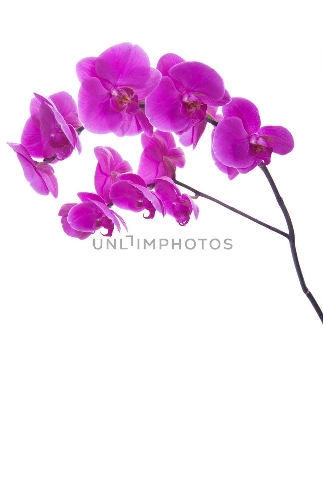 pink flowers orchid on a white background isolated