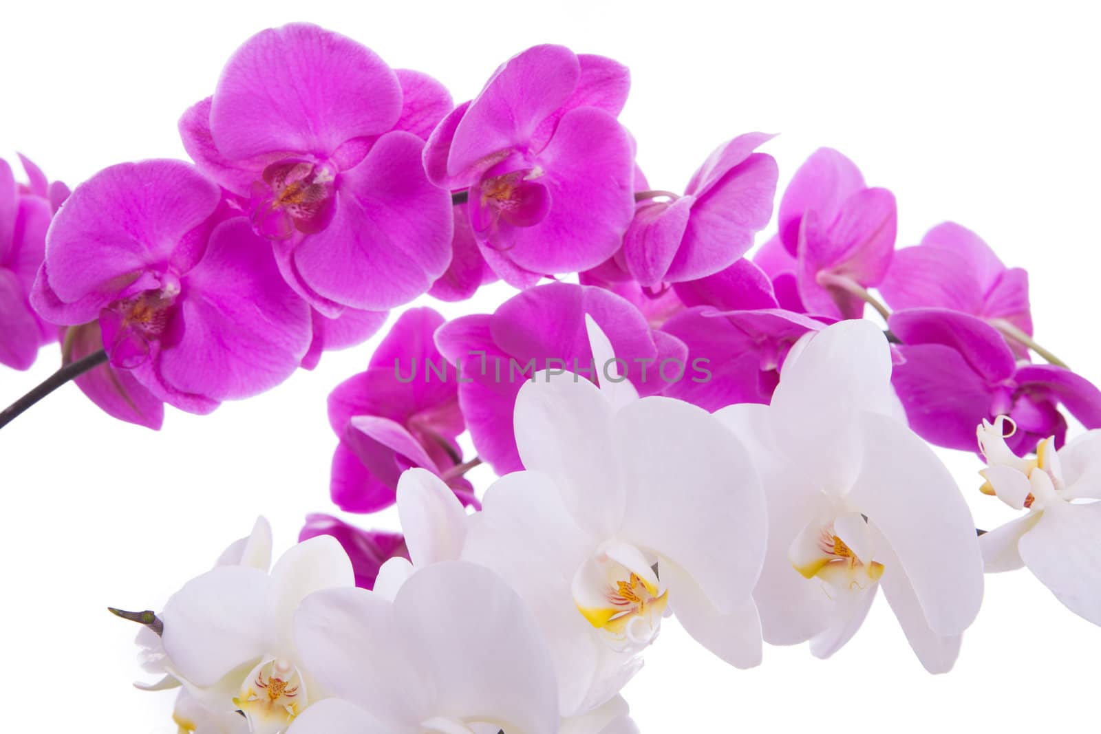 pink flowers orchid on a white background isolated