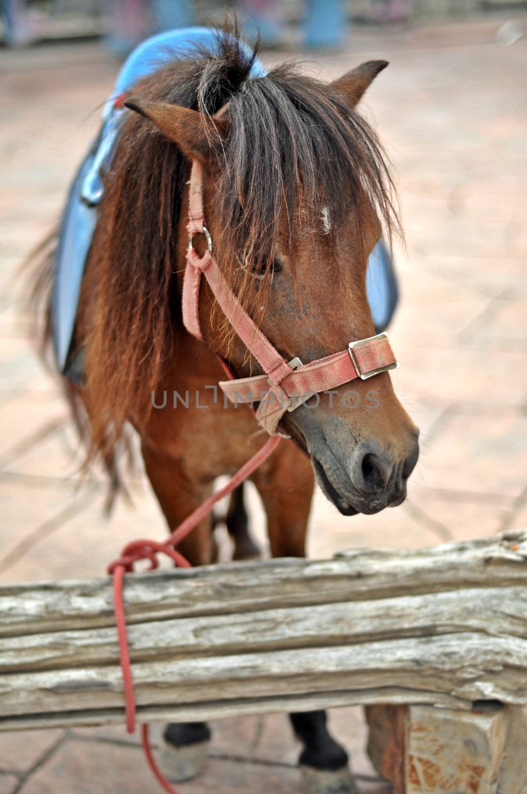 Pony have a short head, large eyes and small ears.