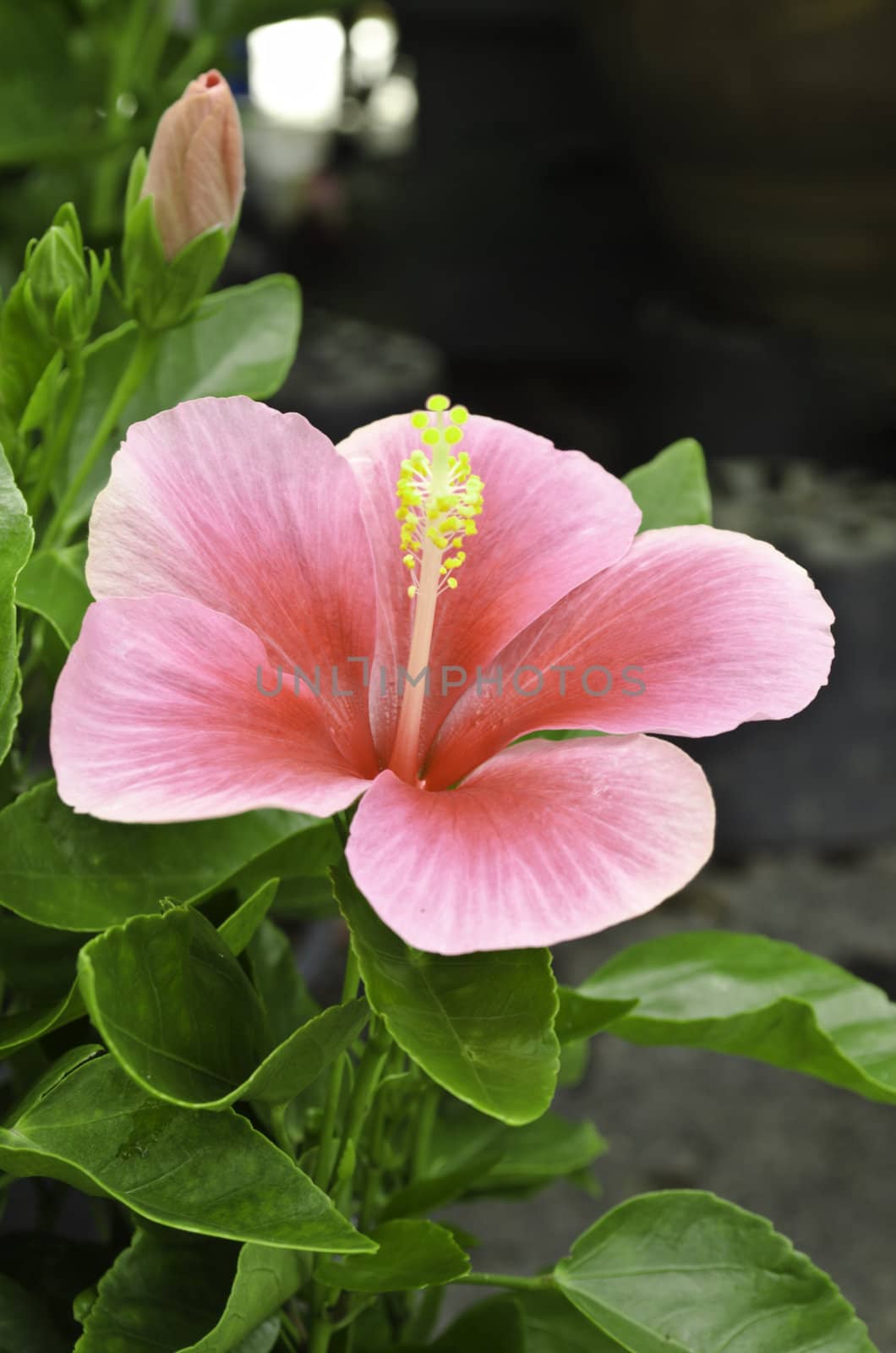 Pink Hibiscus flower