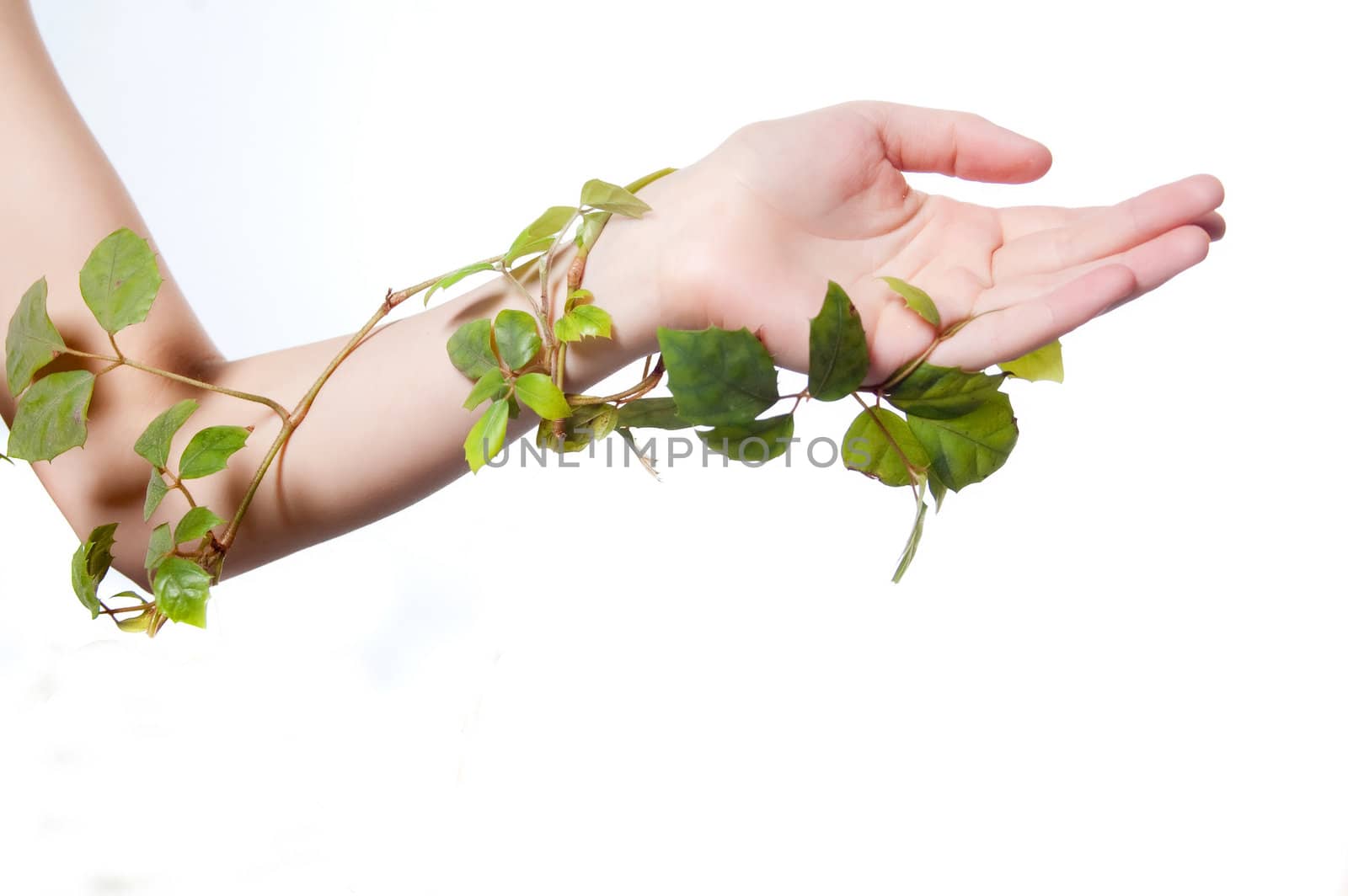 female hand overgrown plant on white background