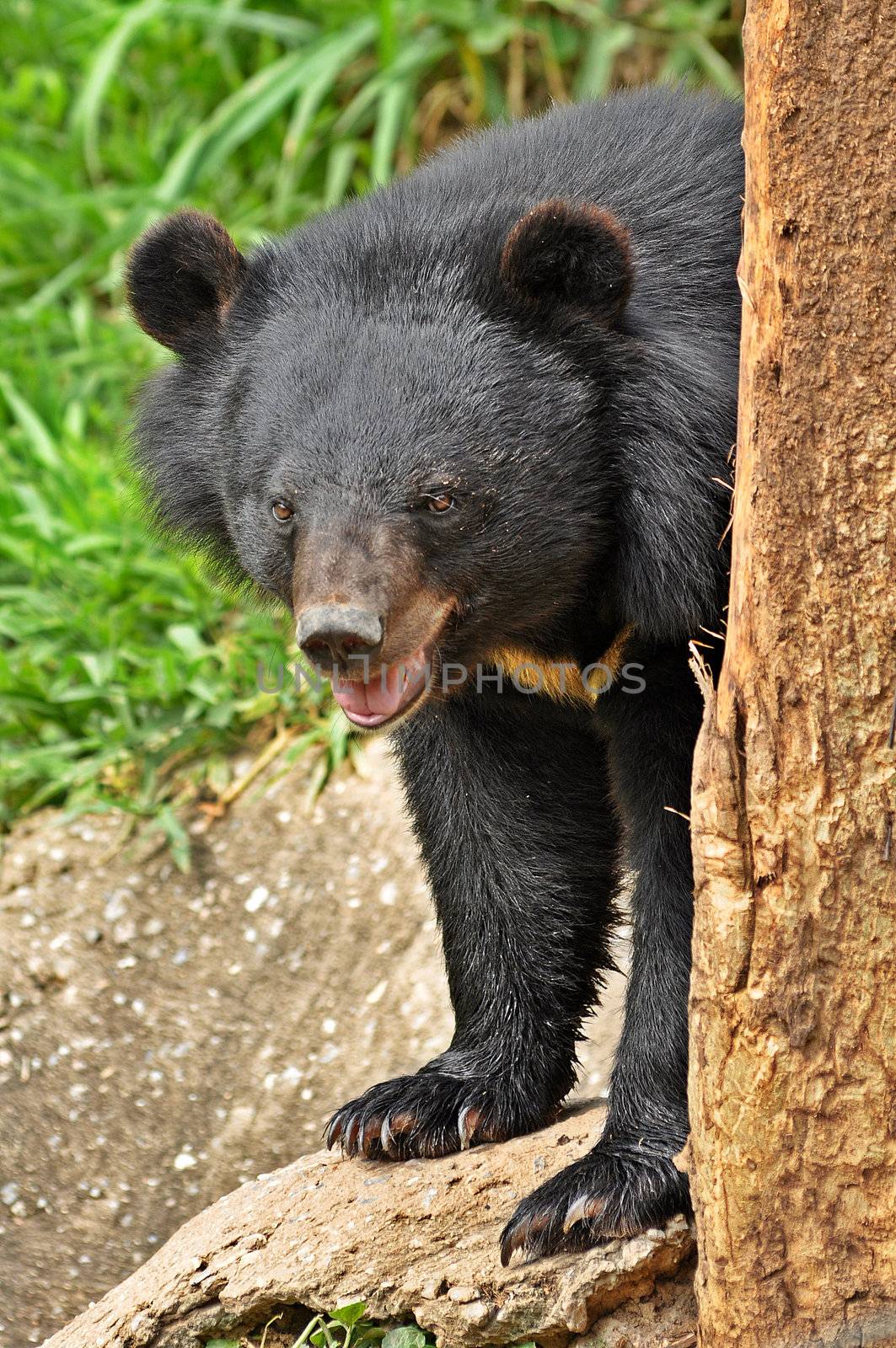 Asian black bears are similar in general appearance to brown bears, but are more lightly built and more slender limbed.