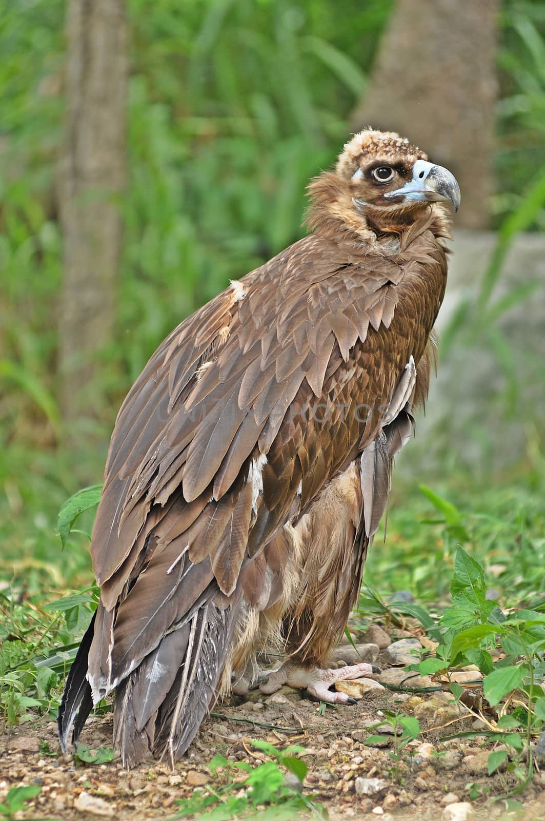 The Himalayan Griffon Vulture by MaZiKab