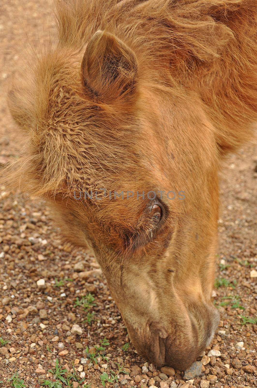 The Bactrian camel is a large even-toed ungulate native to the steppes of central Asia.