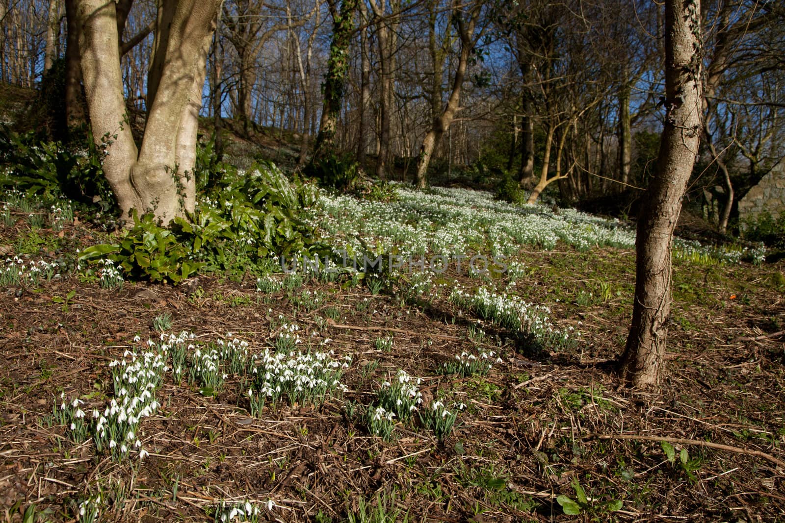 Woodland snowdrops. by richsouthwales