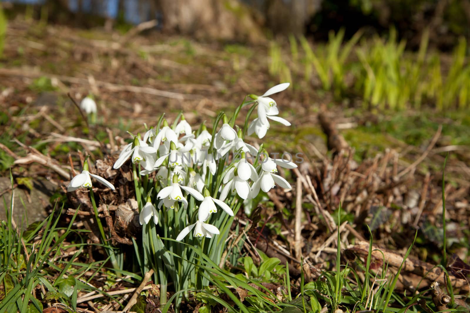 Snowdrops. by richsouthwales