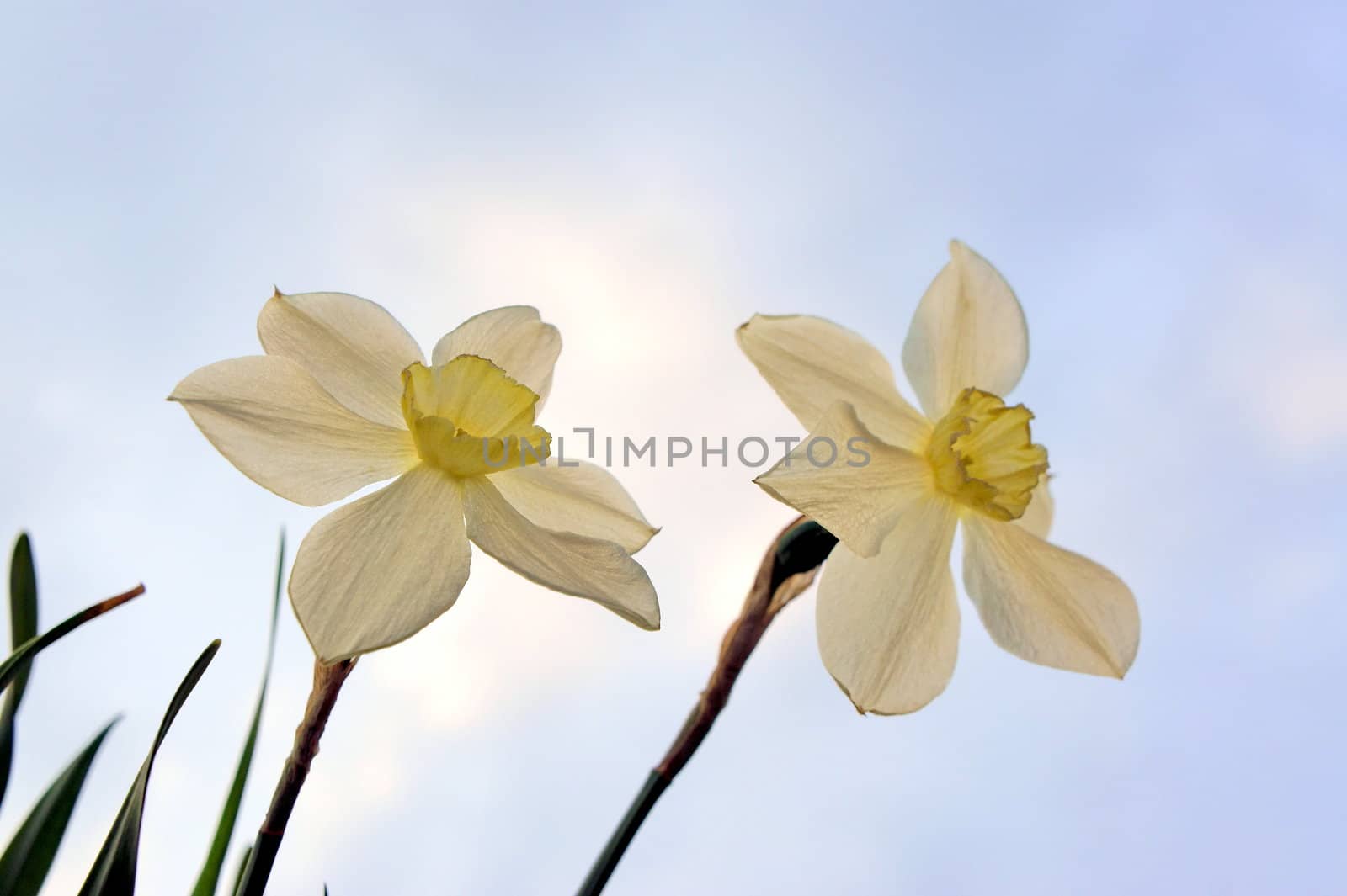 Two simple horticultural white daffodils with a yellow crown in natural light on a nature blue sky background.