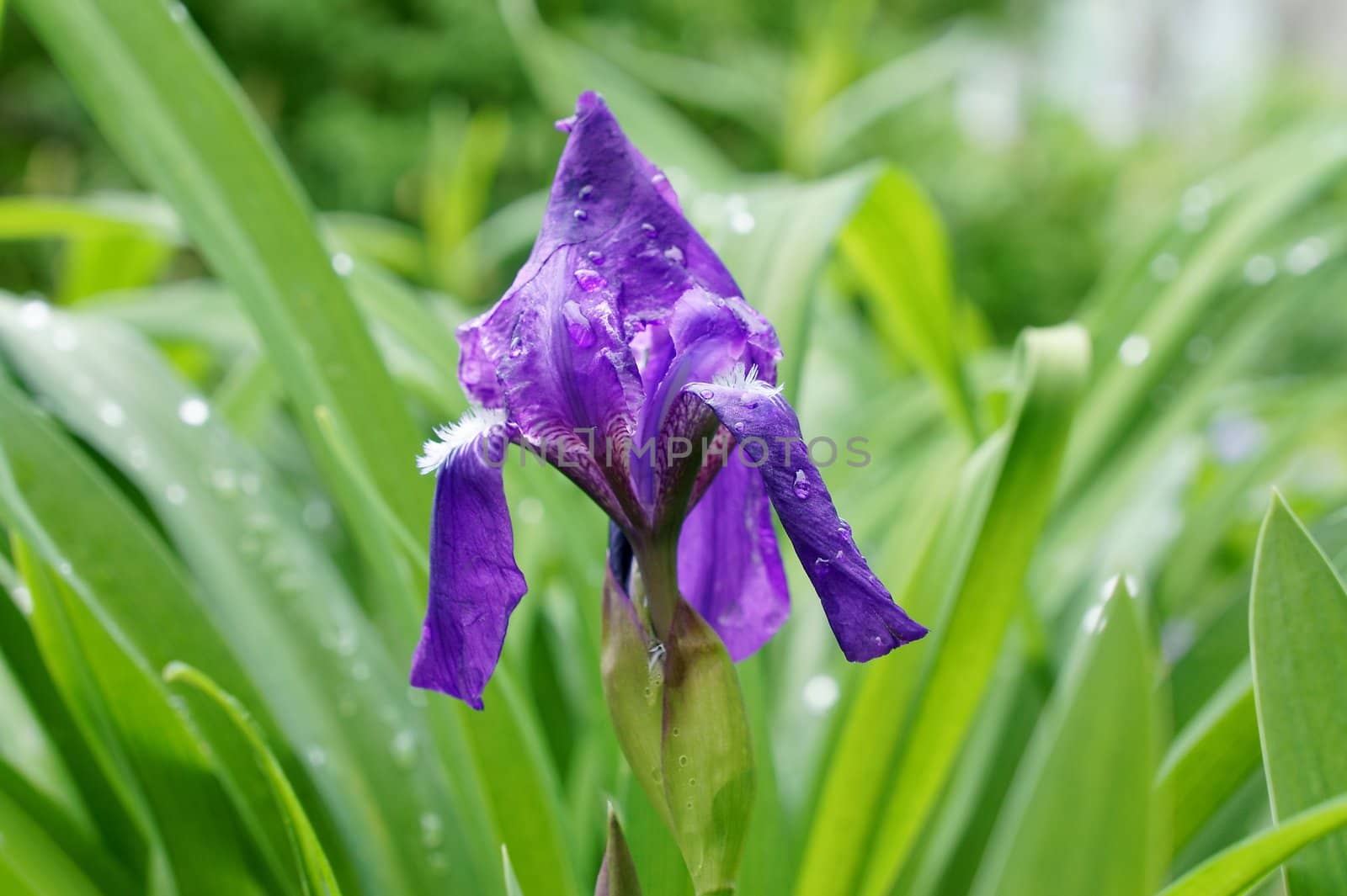 Flower blue iris on a background of green grass.