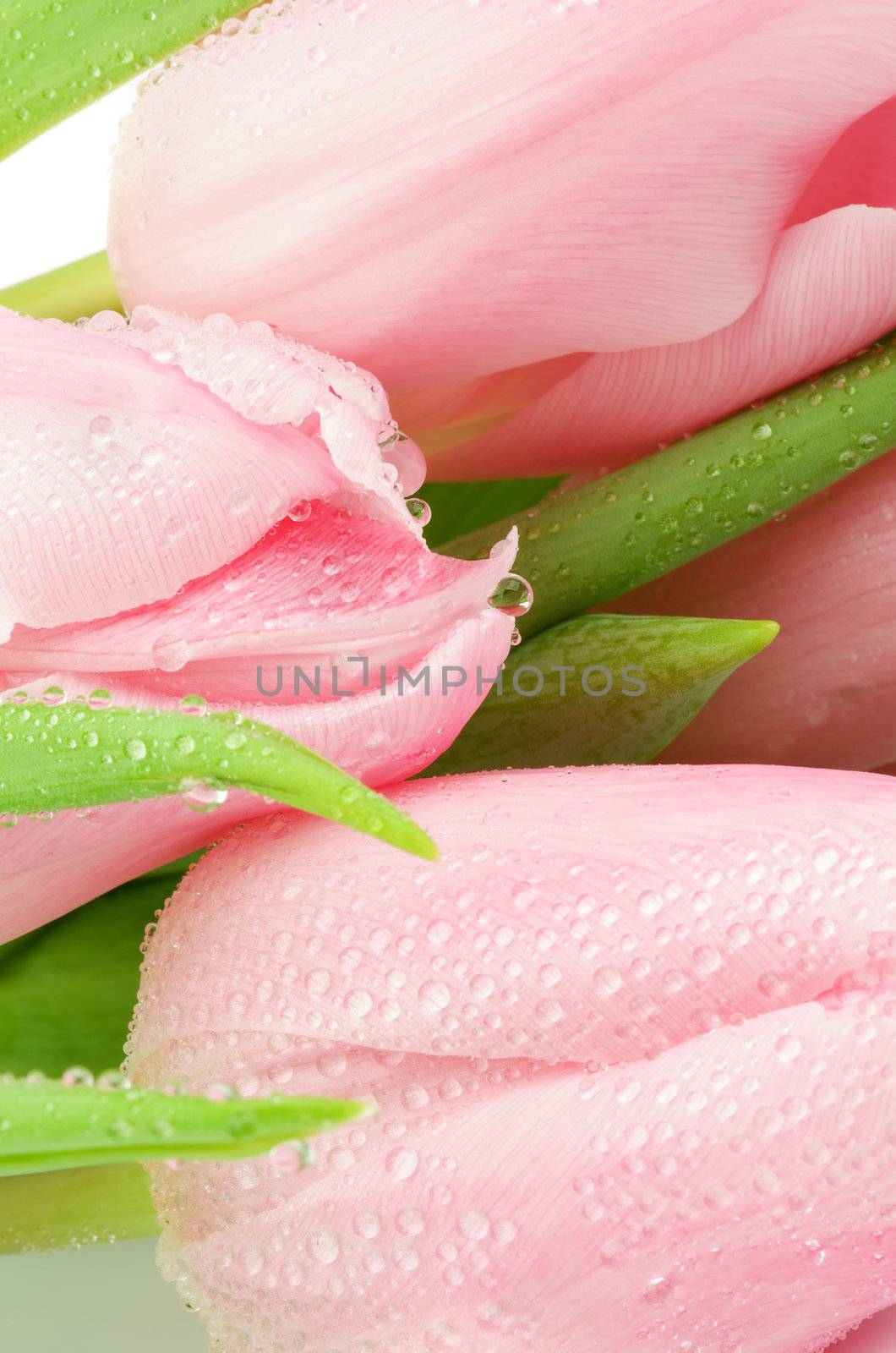 Background of Spring Pink Tulips with Droplets closeup
