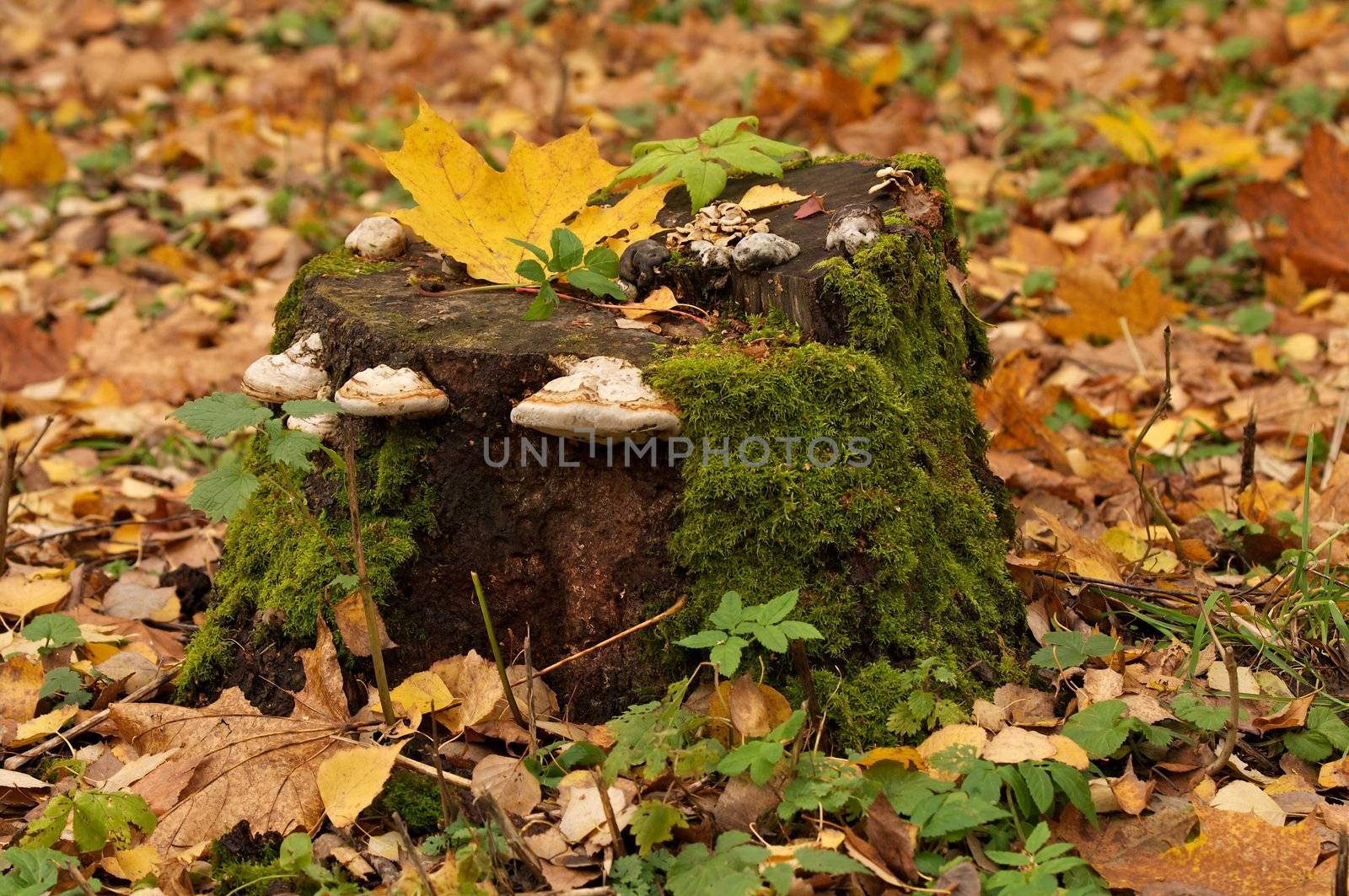 Dry Rot Fungus over Tree Stump in Forest on Green Grass and Autumn Leafs background