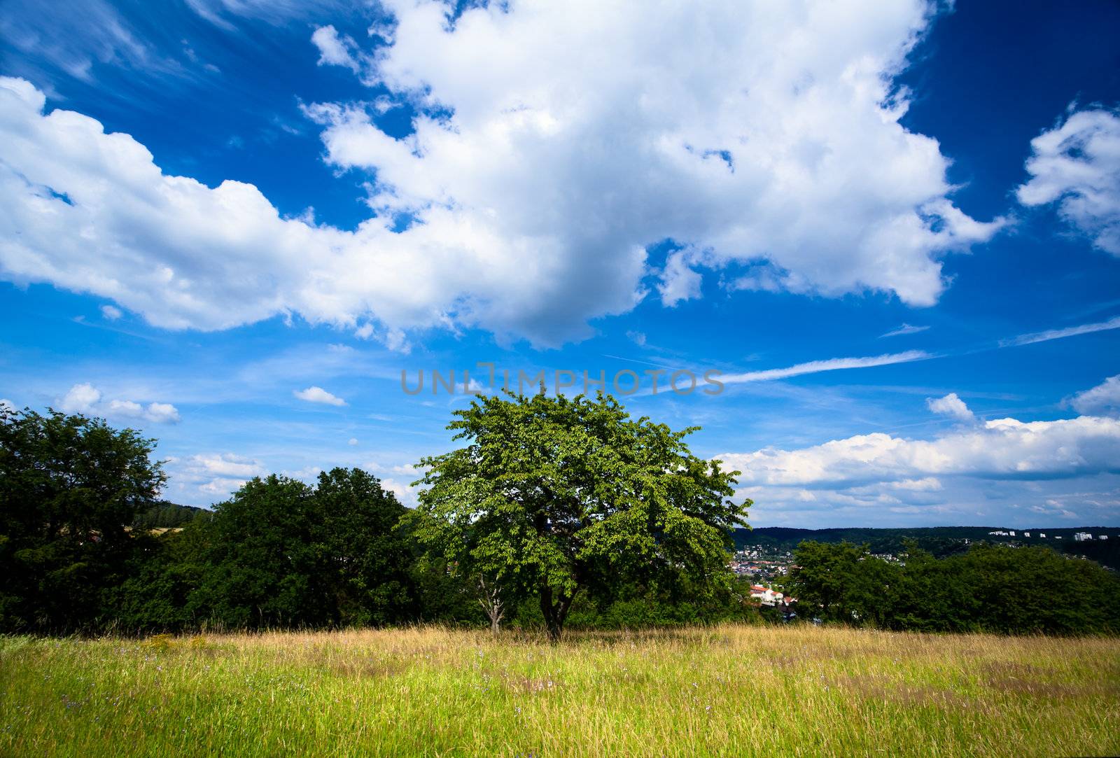 green summer tree and blue sky with beautiful clouds