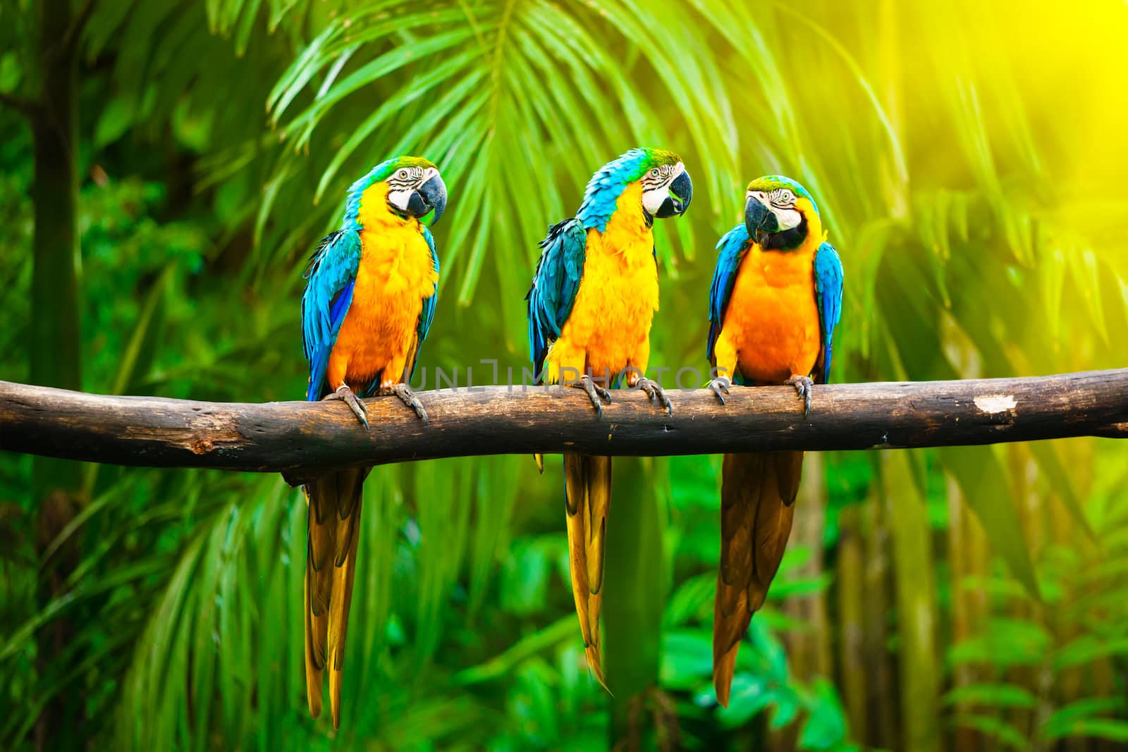 Blue-and-Yellow Macaw (Ara ararauna), also known as the Blue-and-Gold Macaw