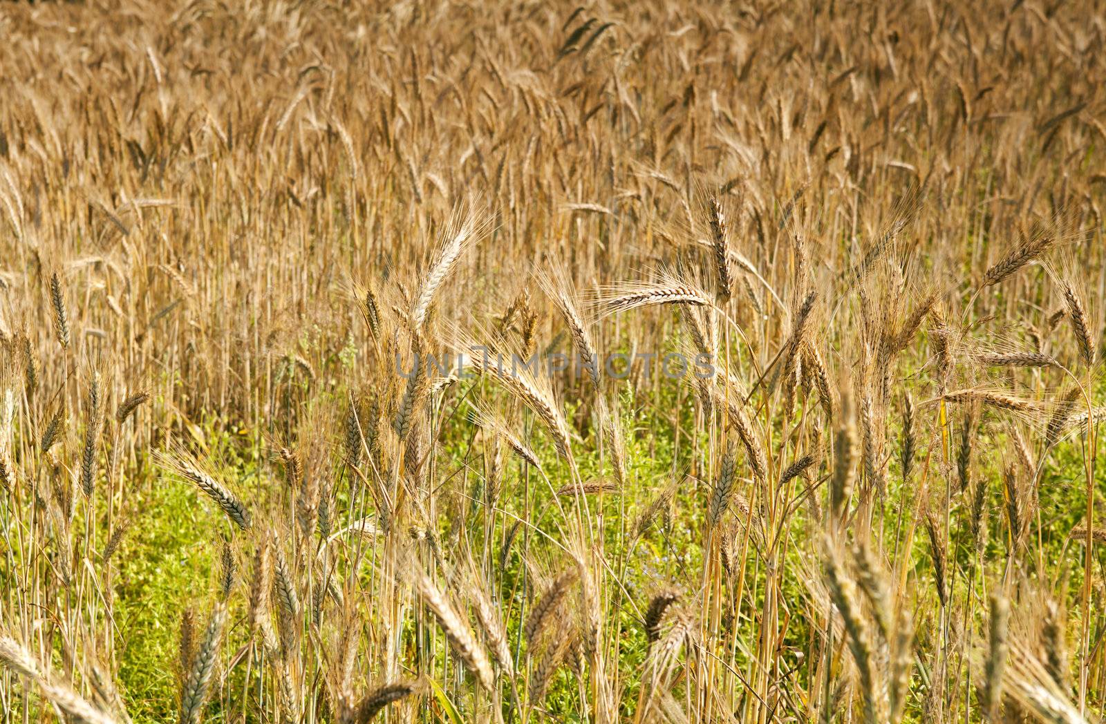 field with golden wheat in summer