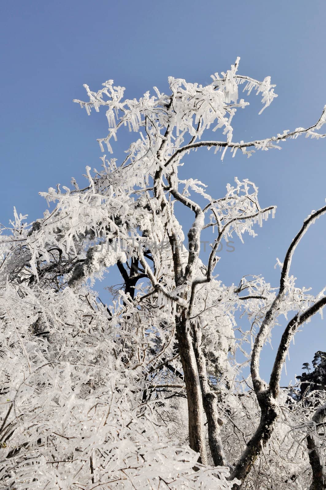 Rime in winter against blue sky