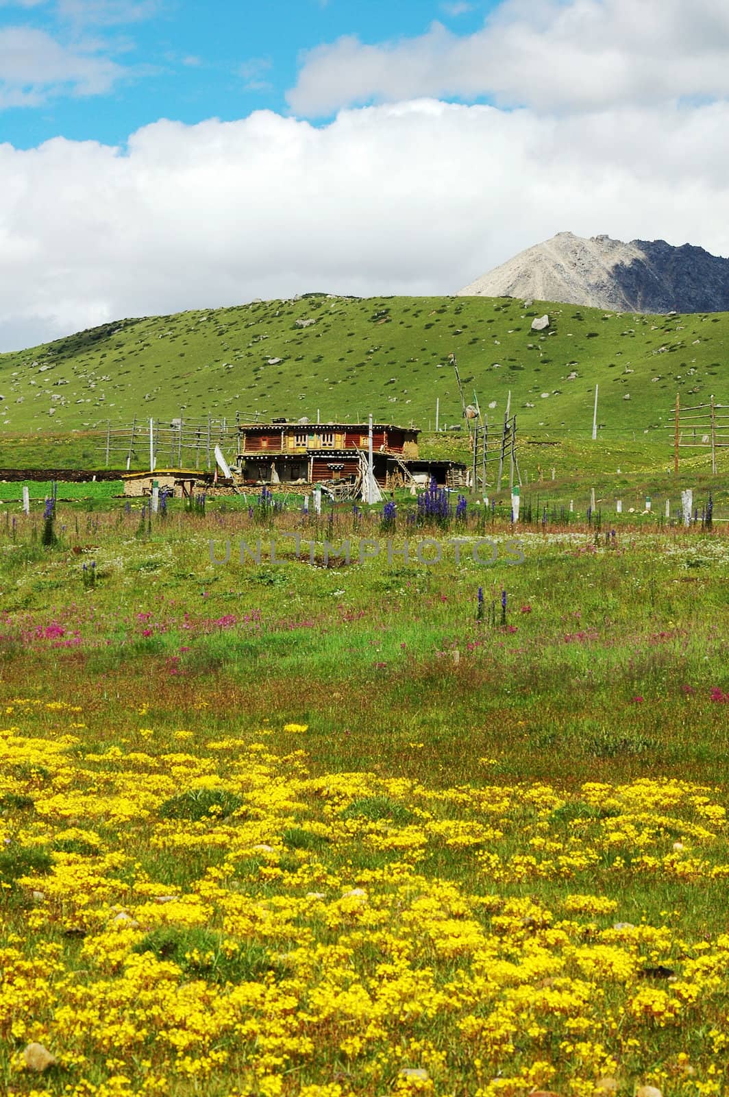Landscape of grassland with yellow flowers and green grass on the highland of Tibet