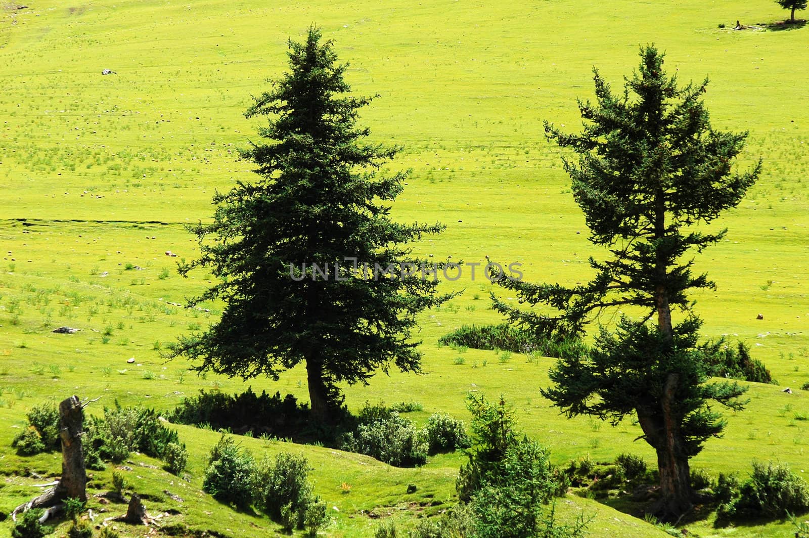 Trees on the green grassland