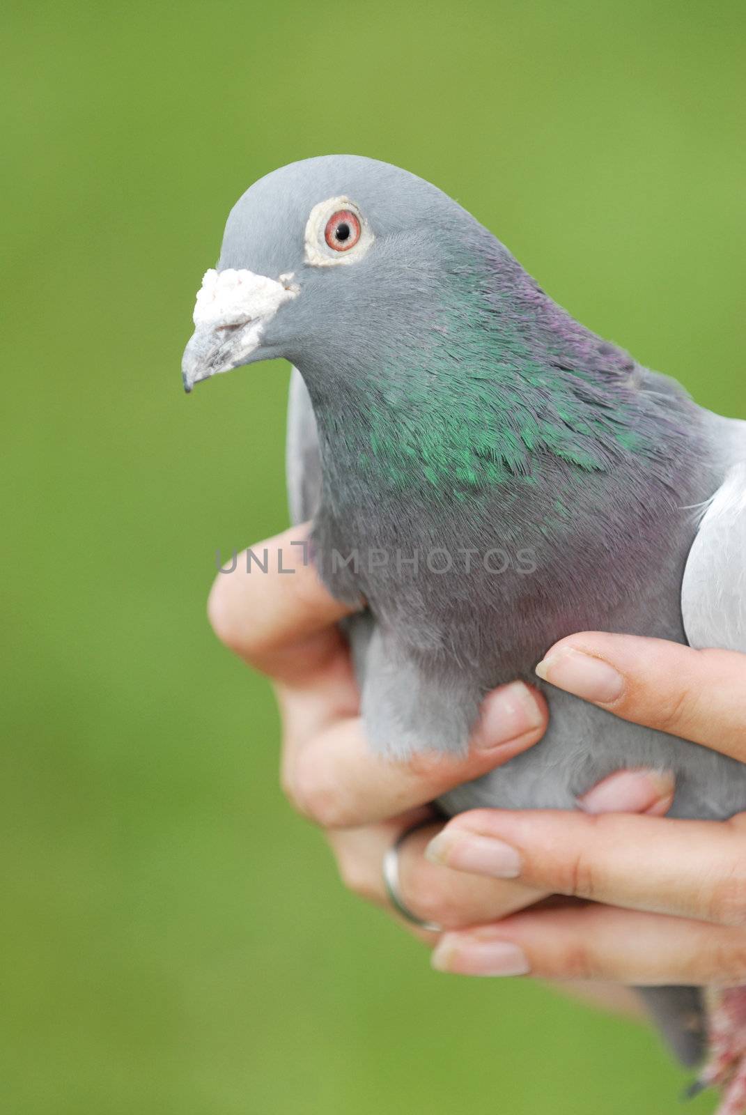 Woman holding pigeon