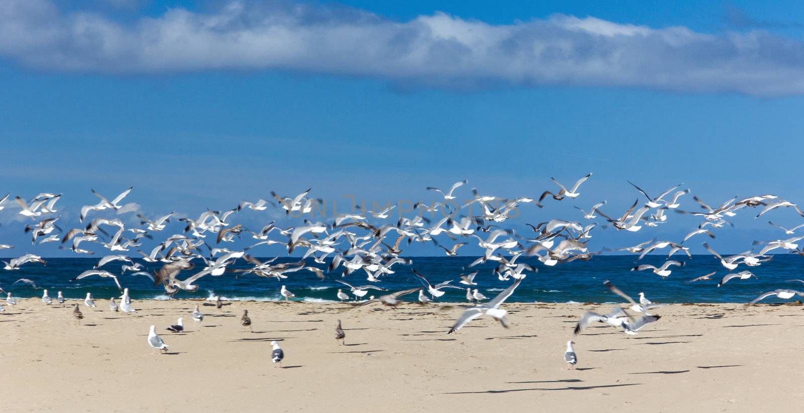 Gulls in Flight at Monterey Bay